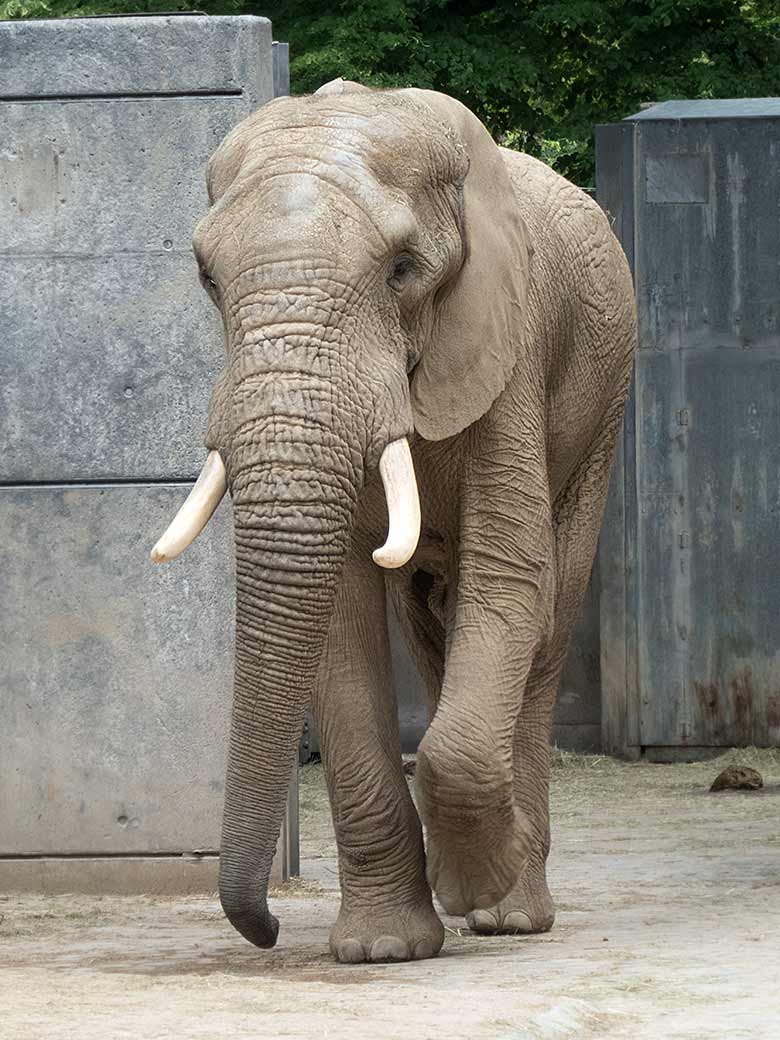 Afrikanischer Elefanten-Bulle TOOTH am 10. Juni 2019 im Zoologischen Garten Wuppertal