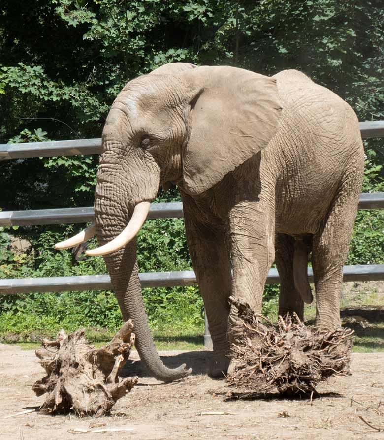 Afrikanischer Elefanten-Bulle TOOTH am 17. Juni 2019 auf der Bullen-Anlage am Elefanten-Haus im Grünen Zoo Wuppertal