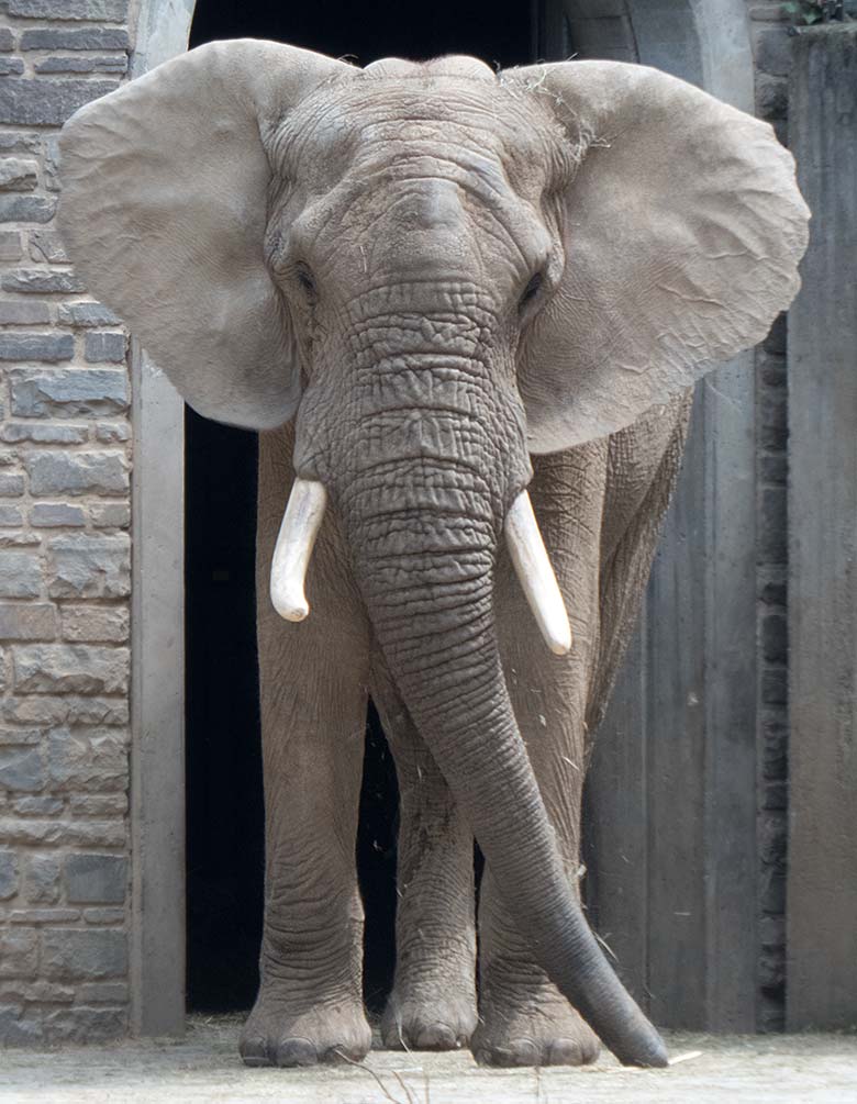Afrikanischer Elefanten-Bulle TOOTH im Juni 2019 auf der Bullen-Außenanlage am Elefanten-Haus im Wuppertaler Zoo