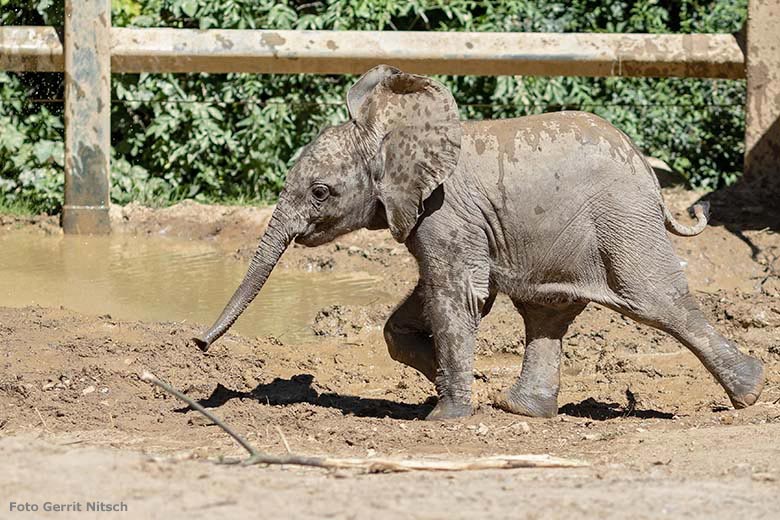Elefanten-Jungtier GUS am 29. Juni 2019 auf der Bullen-Außenanlage im Grünen Zoo Wuppertal (Foto Gerrit Nitsch)