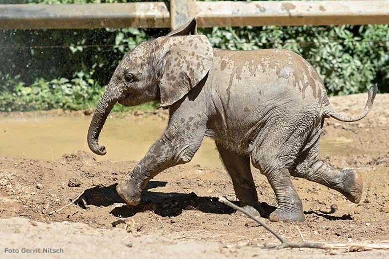 Elefanten-Jungtier GUS am 29. Juni 2019 auf der Bullen-Außenanlage im Zoologischen Garten Wuppertal (Foto Gerrit Nitsch)