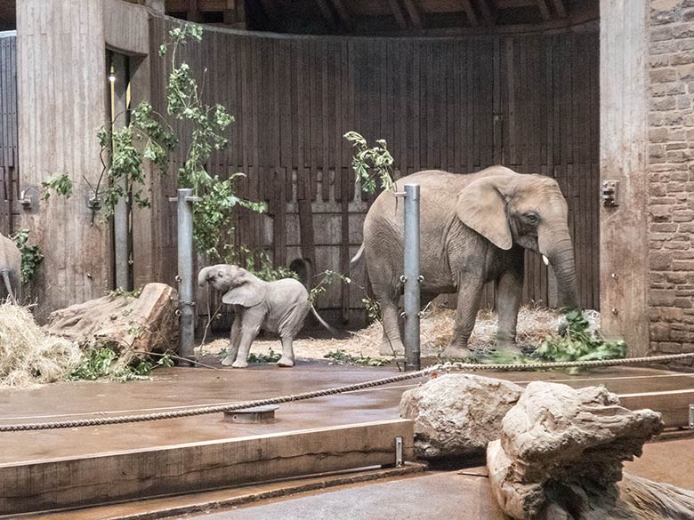 Afrikanisches Elefanten-Jungtier GUS mit Elefanten-Mutter SABIE am 5. Juli 2019 im Elefanten-Haus im Wuppertaler Zoo