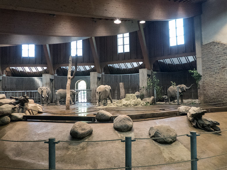 Afrikanische Elefanten am 5. Juli 2019 im Elefanten-Haus im Grünen Zoo Wuppertal