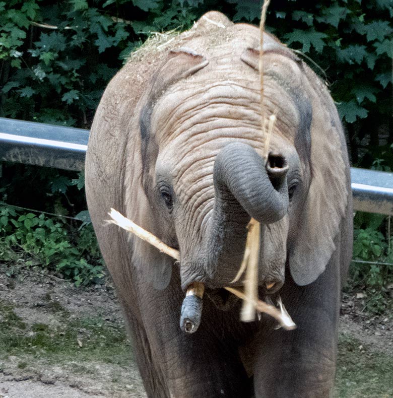 Afrikanischer Elefantenbulle JOGI am 5. Juli 2019 auf der Außenanlage im Zoologischen Garten Wuppertal