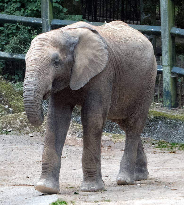 Afrikanischer Elefantenbulle JOGI am 5. Juli 2019 auf der Außenanlage im Zoo Wuppertal