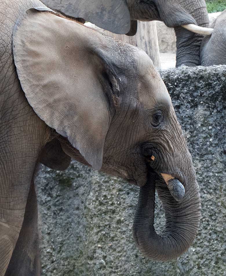 Afrikanischer Elefantenbulle JOGI am 5. Juli 2019 auf der Außenanlage im Wuppertaler Zoo