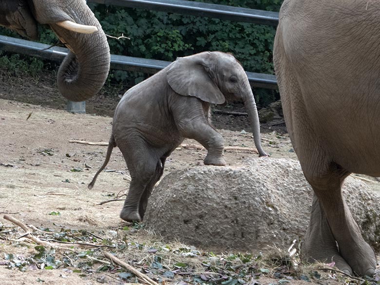 Afrikanisches Elefanten-Jungtier GUS am 11. Juli 2019 auf der großen Außenanlage im Grünen Zoo Wuppertal