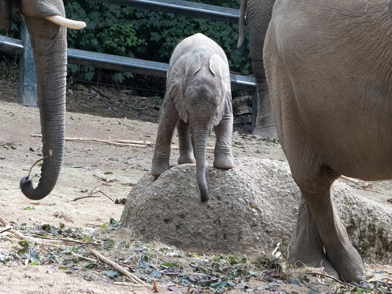 Afrikanisches Elefanten-Jungtier GUS am 11. Juli 2019 auf der großen Außenanlage im Zoologischen Garten der Stadt Wuppertal