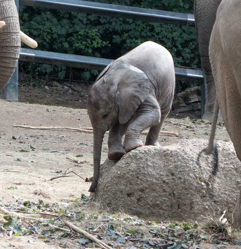 Afrikanisches Elefanten-Jungtier GUS am 11. Juli 2019 auf der großen Außenanlage im Zoo Wuppertal