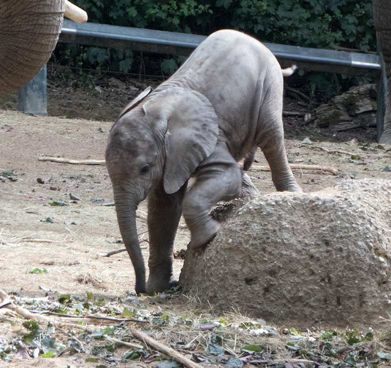 Afrikanisches Elefanten-Jungtier GUS am 11. Juli 2019 auf der großen Außenanlage im Wuppertaler Zoo