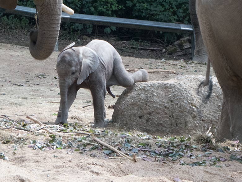 Afrikanisches Elefanten-Jungtier GUS am 11. Juli 2019 auf der großen Außenanlage im Zoologischen Garten Wuppertal