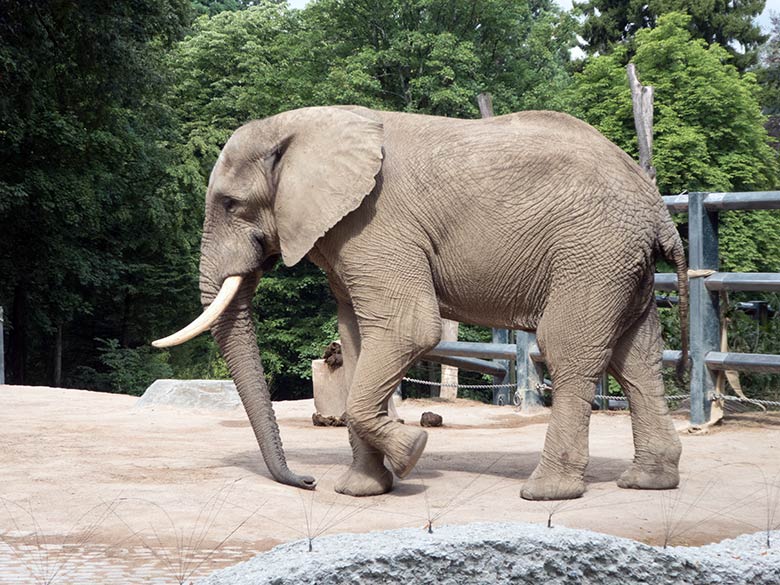 Afrikanischer Elefanten-Bulle TOOTH am 19. Juli 2019 auf der großen Außenanlage im Zoologischen Garten Wuppertal