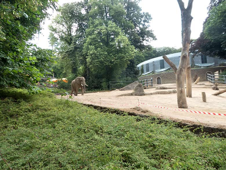 Afrikanischer Elefanten-Bulle TOOTH am 19. Juli 2019 auf der großen Außenanlage im Zoologischen Garten Wuppertal