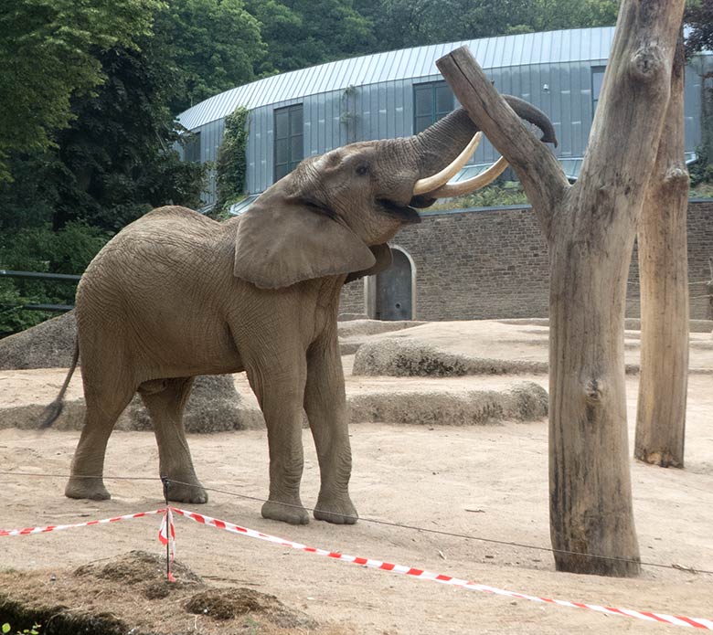 Afrikanischer Elefanten-Bulle TOOTH am 19. Juli 2019 auf der großen Außenanlage im Zoo Wuppertal