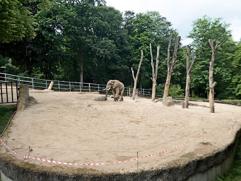 Afrikanischer Elefanten-Bulle TOOTH am 19. Juli 2019 auf der großen Außenanlage im Grünen Zoo Wuppertal
