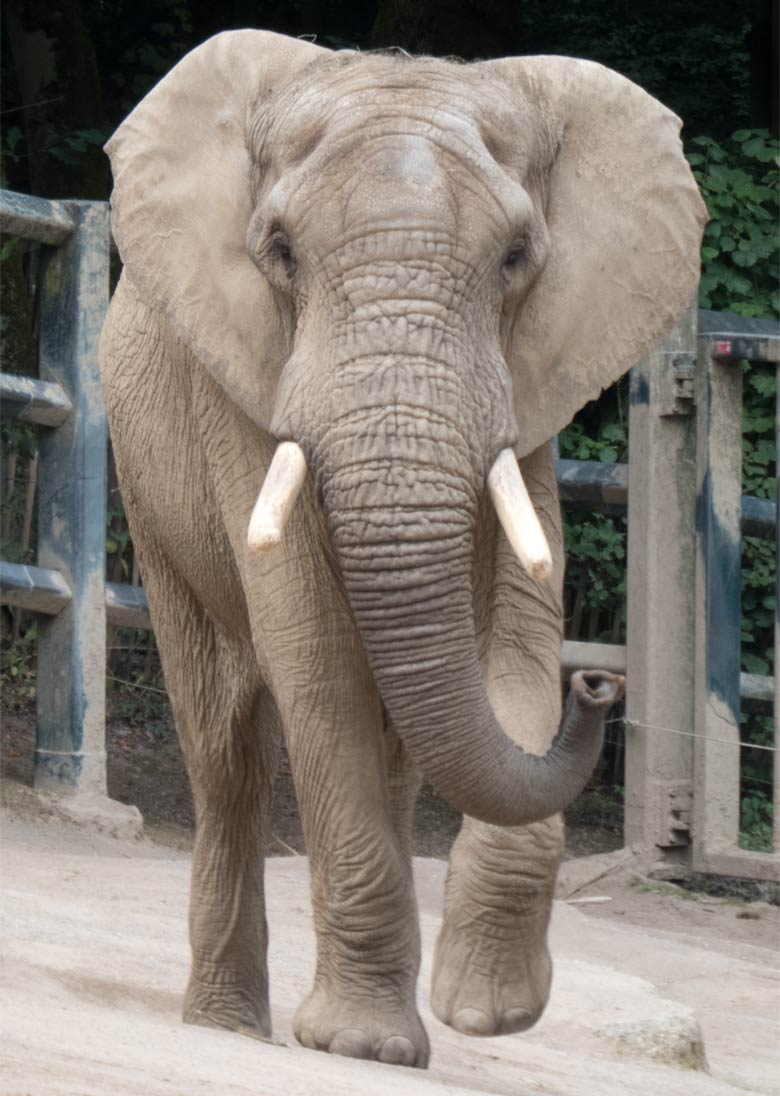 Afrikanischer Elefanten-Bulle TOOTH am 19. Juli 2019 auf der großen Außenanlage im Zoologischen Garten der Stadt Wuppertal