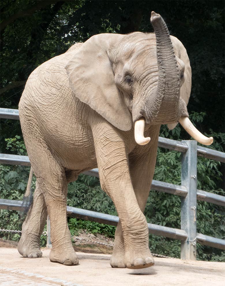 Afrikanischer Elefanten-Bulle TOOTH am 19. Juli 2019 auf der großen Außenanlage im Zoo Wuppertal
