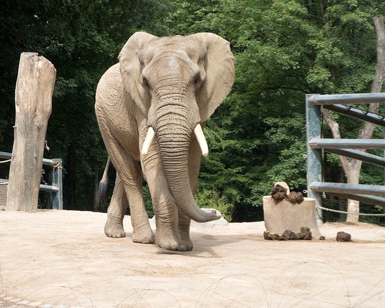 Afrikanischer Elefanten-Bulle TOOTH am 19. Juli 2019 auf der großen Außenanlage im Wuppertaler Zoo