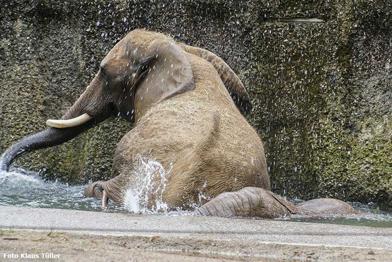 Badende Afrikanische Elefanten am 16. August 2019 auf der Außenanlage im Grünen Zoo Wuppertal (Foto Klaus Tüller)