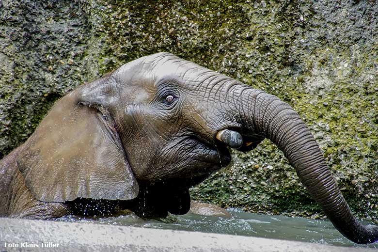 Badender Afrikanischer Elefanten-Bulle JOGI am 16. August 2019 auf der Außenanlage im Zoo Wuppertal (Foto Klaus Tüller)