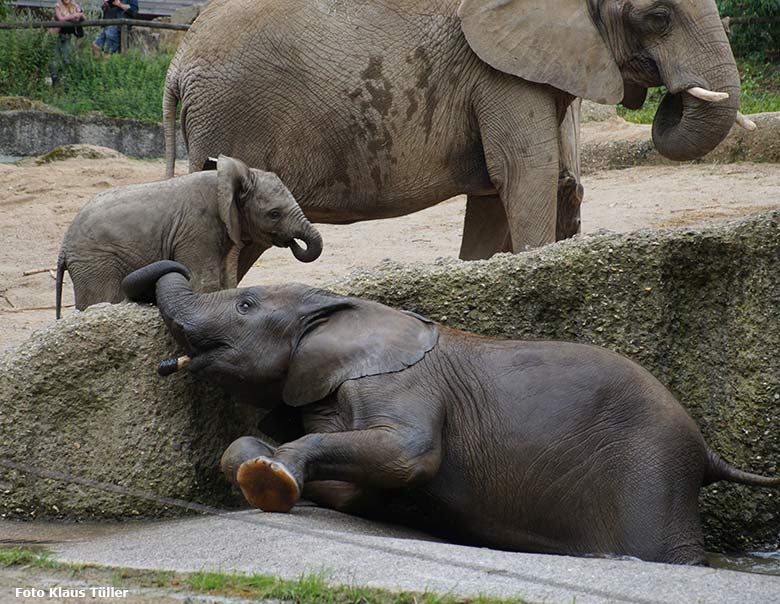 Badende Afrikanische Elefanten am 16. August 2019 auf der Außenanlage im Grünen Zoo Wuppertal (Foto Klaus Tüller)