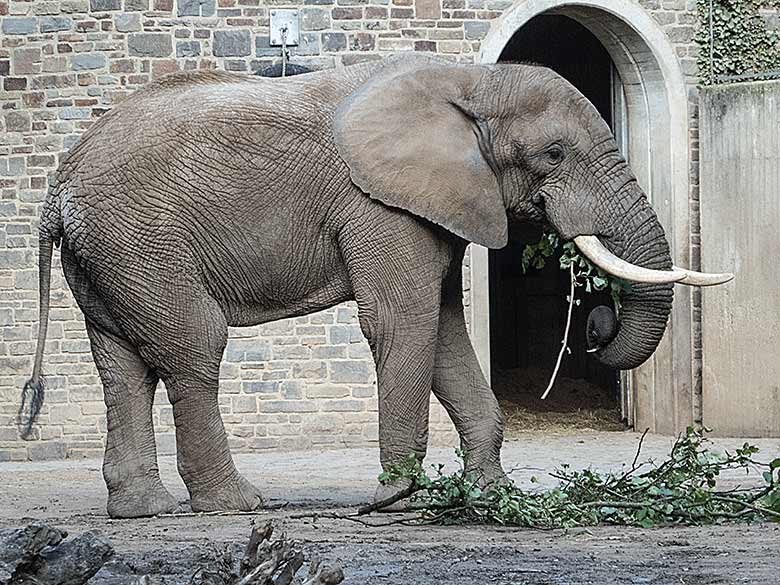 Afrikanischer Elefanten-Bulle TOOTH am 19. August 2019 auf der Bullenanlage im Wuppertaler Zoo