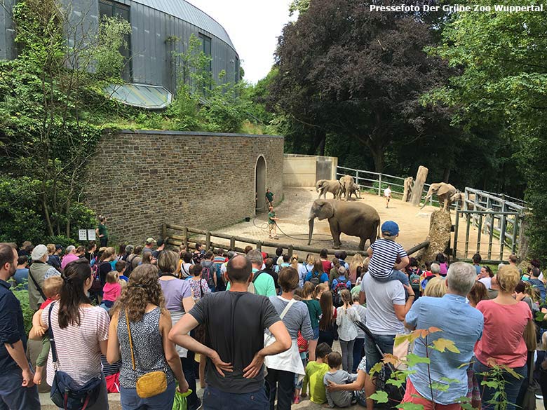 Kommentierte Elefantenwäsche beim Elefantentag 2018 am 16. Juni 2018 auf der Außenanlage am Elefanten-Haus im Wuppertaler Zoo (Foto Der Grüne Zoo Wuppertal)