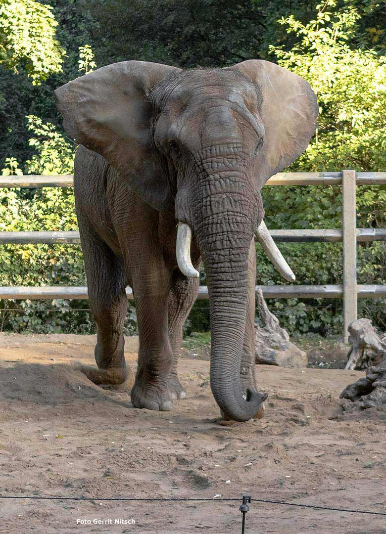 Afrikanischer Elefanten-Bulle TOOTH am 19. September 2019 auf der Bullen-Außenanlage im Grünen Zoo Wuppertal (Foto Gerrit Nitsch)