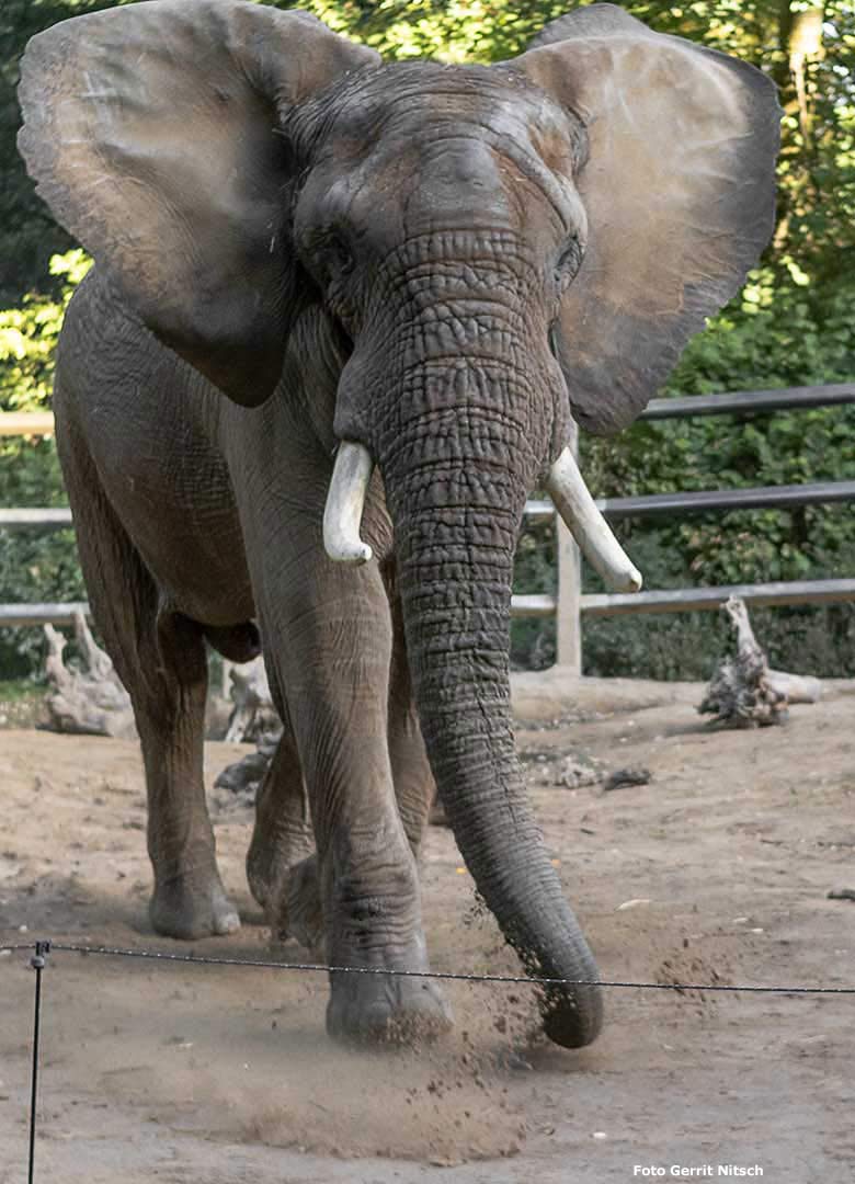 Afrikanischer Elefanten-Bulle TOOTH am 19. September 2019 auf der Bullen-Außenanlage im Wuppertaler Zoo (Foto Gerrit Nitsch)