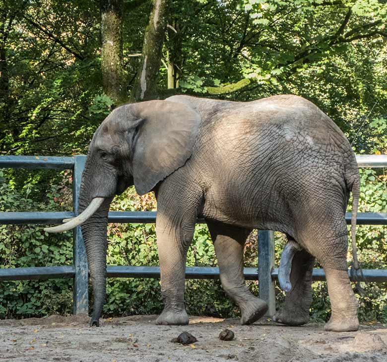 Afrikanischer Elefanten-Bulle TOOTH am 2. Oktober 2019 auf der Bullen-Außenanlage am Elefanten-Haus im Grünen Zoo Wuppertal
