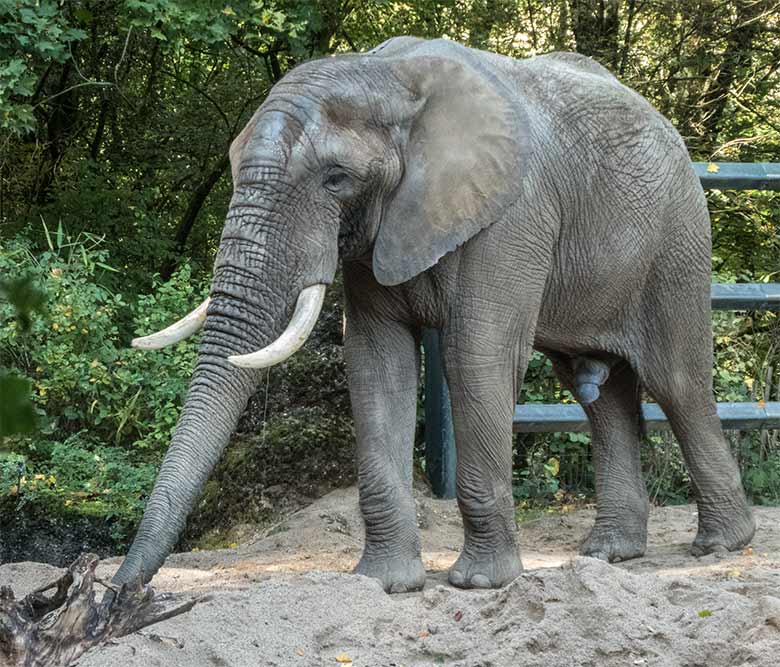 Afrikanischer Elefanten-Bulle TOOTH am 2. Oktober 2019 auf der Bullen-Außenanlage am Elefanten-Haus im Wuppertaler Zoo