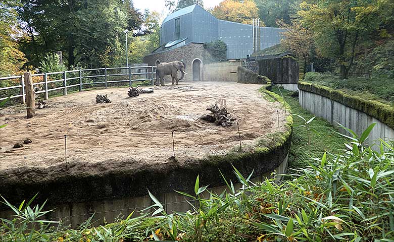 Afrikanischer Elefanten-Bulle TOOTH am 12. Oktober 2019 auf der Bullen-Außenanlage am Elefanten-Haus im Grünen Zoo Wuppertal