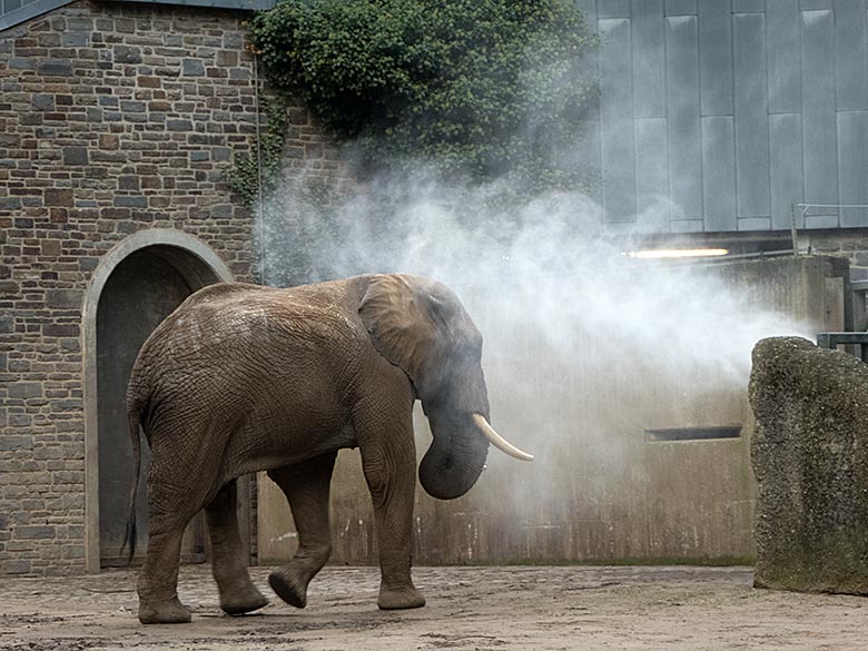 Dusche für den Afrikanische Elefanten-Bullen TOOTH am 12. Oktober 2019 auf der Bullen-Außenanlage am Elefanten-Haus im Grünen Zoo Wuppertal