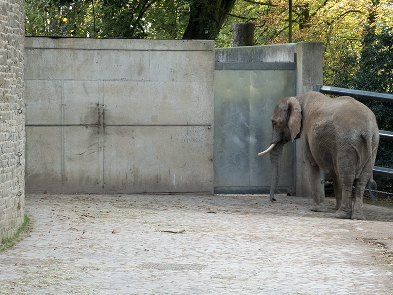 Afrikanische Elefanten-Kuh SWENI am 26. Oktober 2019 auf der Außenanlage am Elefanten-Haus im Grünen Zoo Wuppertal