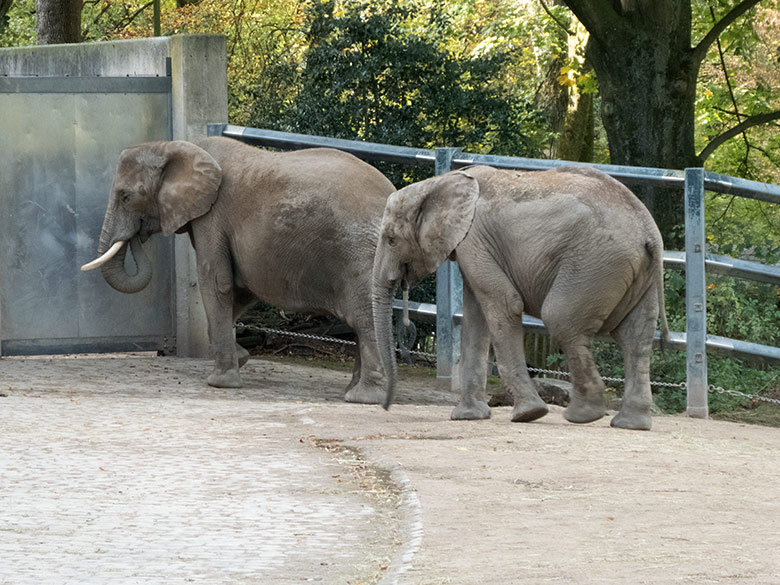 Afrikanische Elefanten-Kuh SWENI mit ihrem Jungtier JOGI am 26. Oktober 2019 auf der Außenanlage am Elefanten-Haus im Zoologischen Garten Wuppertal