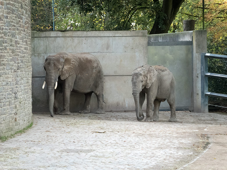 Afrikanische Elefanten-Kuh SWENI und Afrikanischer Elefanten-Jungbulle JOGI am 26. Oktober 2019 auf der Außenanlage am Elefanten-Haus im Zoo Wuppertal