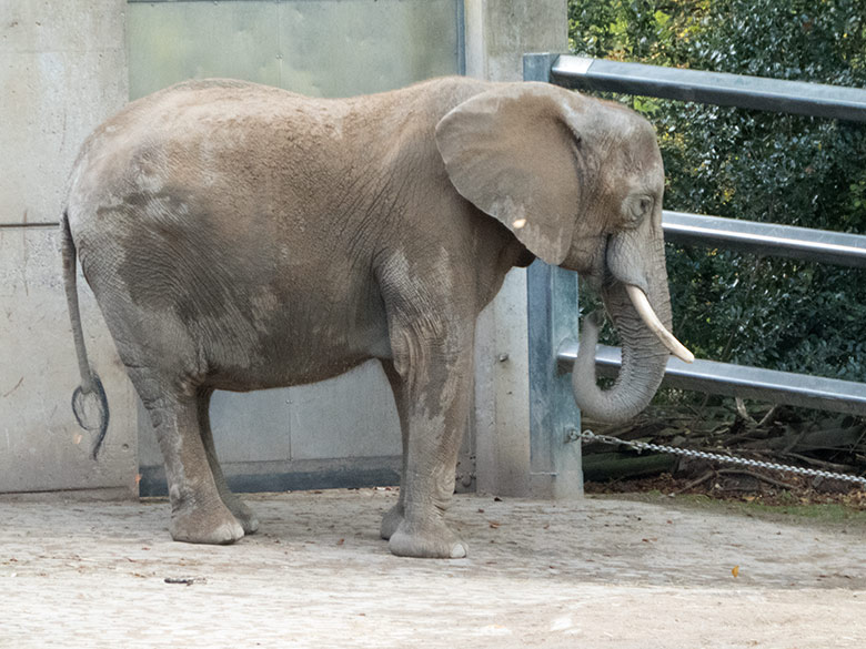Afrikanische Elefanten-Kuh SWENI am 26. Oktober 2019 auf der Außenanlage am Elefanten-Haus im Zoologischen Garten der Stadt Wuppertal