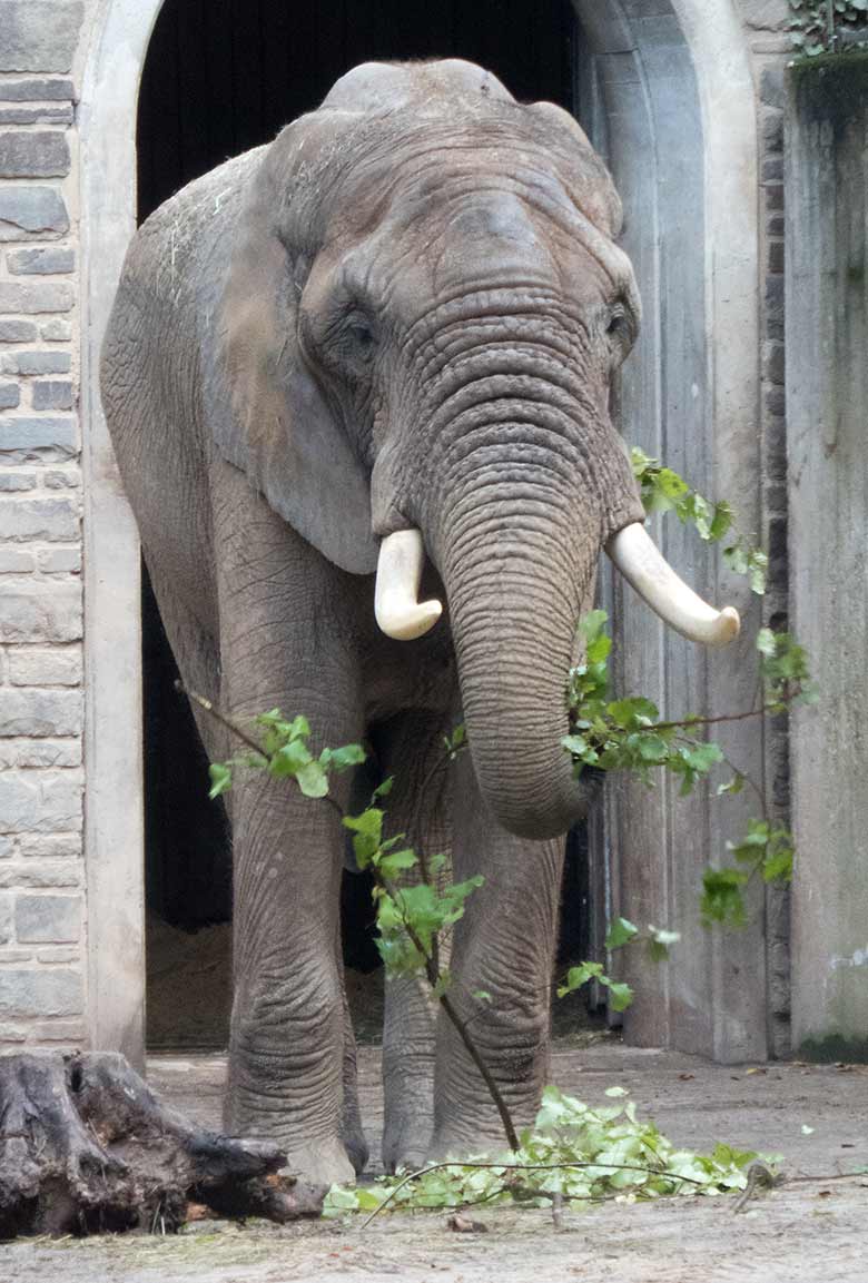 Afrikanischer Elefanten-Bulle TOOTH mit frischen Zweigen am 3. November 2019 auf der Bullen-Außenanlage im Grünen Zoo Wuppertal