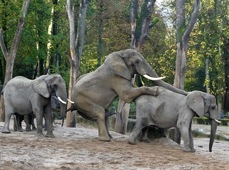 Paarungsversuch des Elefanten-Bullen TOOTH mit Elefanten-Kuh SABIE am 4. November 2019 auf der Außenanlage im Zoologischen Garten Wuppertal