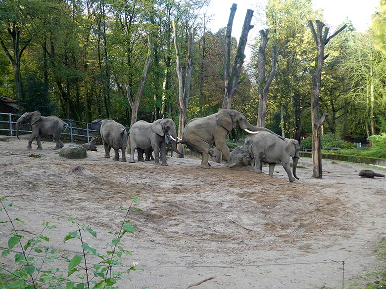 Paarungsversuch des Elefanten-Bullen TOOTH mit Elefanten-Kuh SABIE am 4. November 2019 auf der Außenanlage im Wuppertaler Zoo