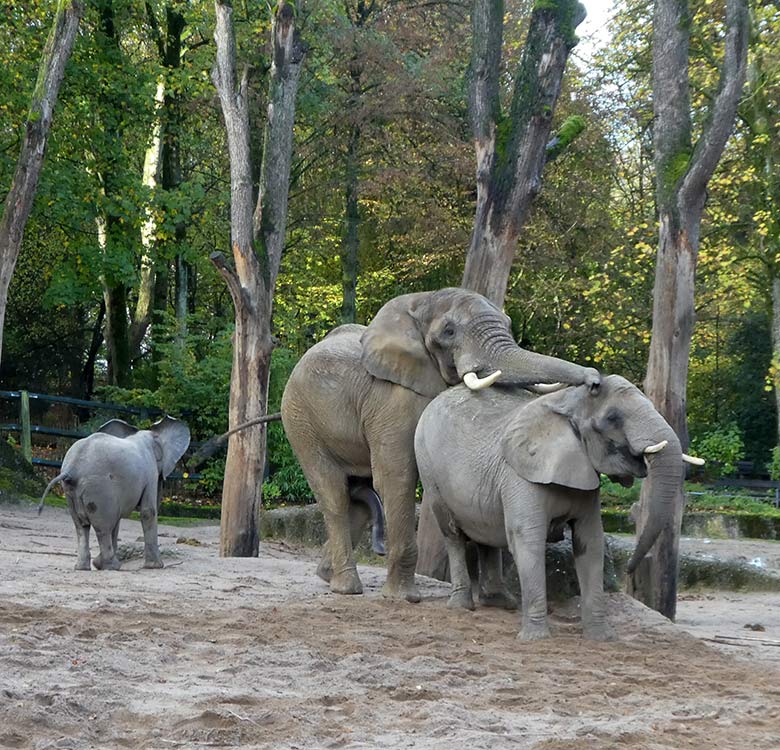 Paarungsversuch des Elefanten-Bullen TOOTH mit Elefanten-Kuh SABIE am 4. November 2019 auf der Außenanlage im Wuppertaler Zoo