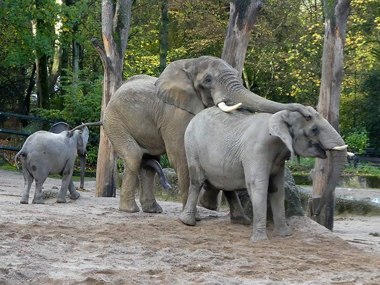 Paarungsversuch des Elefanten-Bullen TOOTH mit Elefanten-Kuh SABIE am 4. November 2019 auf der Außenanlage im Zoo Wuppertal