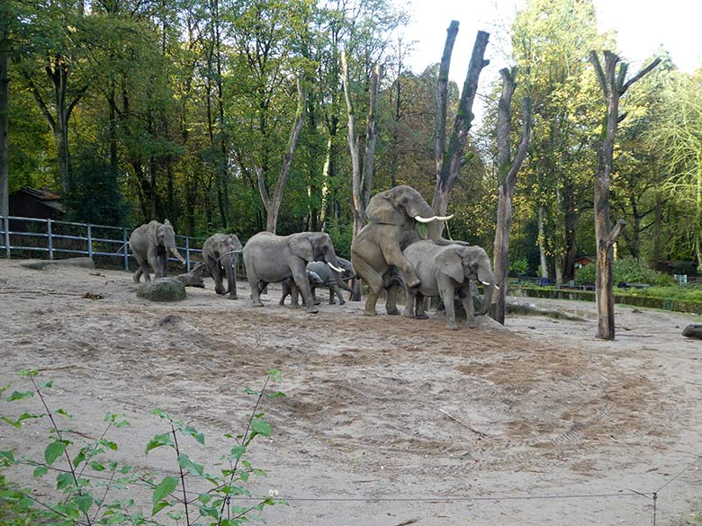 Paarungsversuch des Elefanten-Bullen TOOTH mit Elefanten-Kuh SABIE am 4. November 2019 auf der Außenanlage im Zoologischen Garten der Stadt Wuppertal