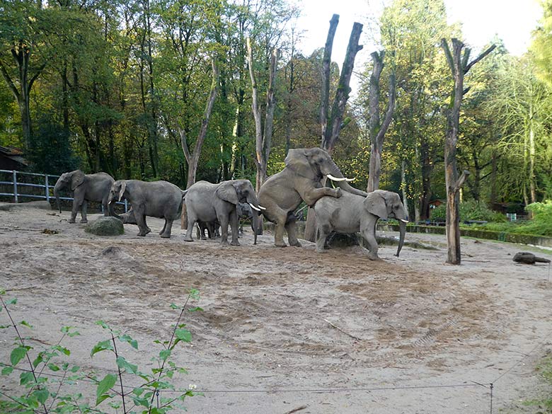Paarungsversuch des Elefanten-Bullen TOOTH mit Elefanten-Kuh SABIE am 4. November 2019 auf der Außenanlage im Grünen Zoo Wuppertal