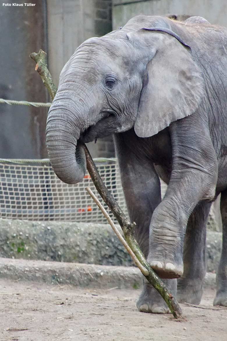Afrikanischer Elefant Jungbulle JOGI am 16. November 2019 auf der Außenanlage im Grünen Zoo Wuppertal (Foto Klaus Tüller)