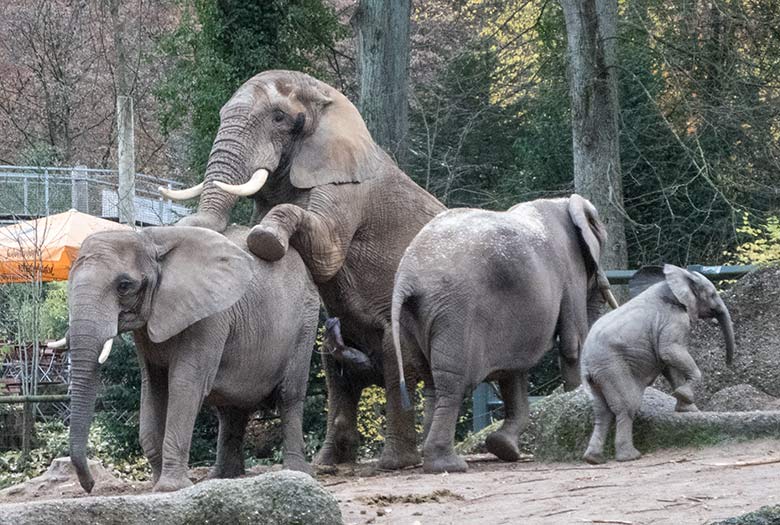 Paarungsversuch des Elefanten-Bullen TOOTH mit Elefanten-Kuh SABIE am 27. November 2019 auf der Außenanlage im Zoologischen Garten der Stadt Wuppertal