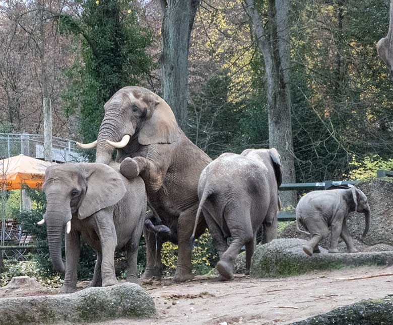 Paarungsversuch des Elefanten-Bullen TOOTH mit Elefanten-Kuh SABIE am 27. November 2019 auf der Außenanlage im Wuppertaler Zoo