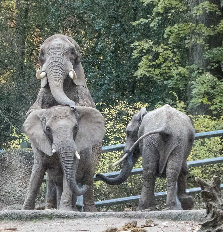 Paarungsversuch des Elefanten-Bullen TOOTH mit Elefanten-Kuh SABIE am 27. November 2019 auf der Außenanlage im Grünen Zoo Wuppertal