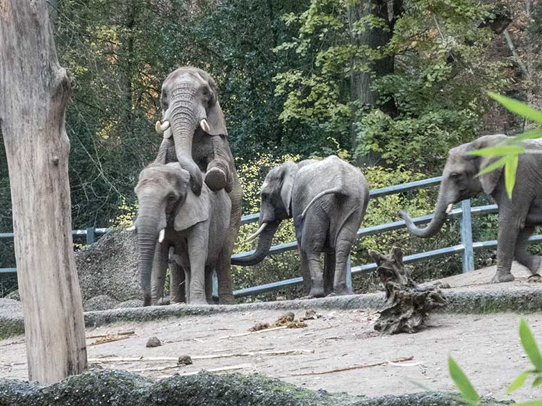 Paarungsversuch des Elefanten-Bullen TOOTH mit Elefanten-Kuh SABIE am 27. November 2019 auf der Außenanlage im Grünen Zoo Wuppertal