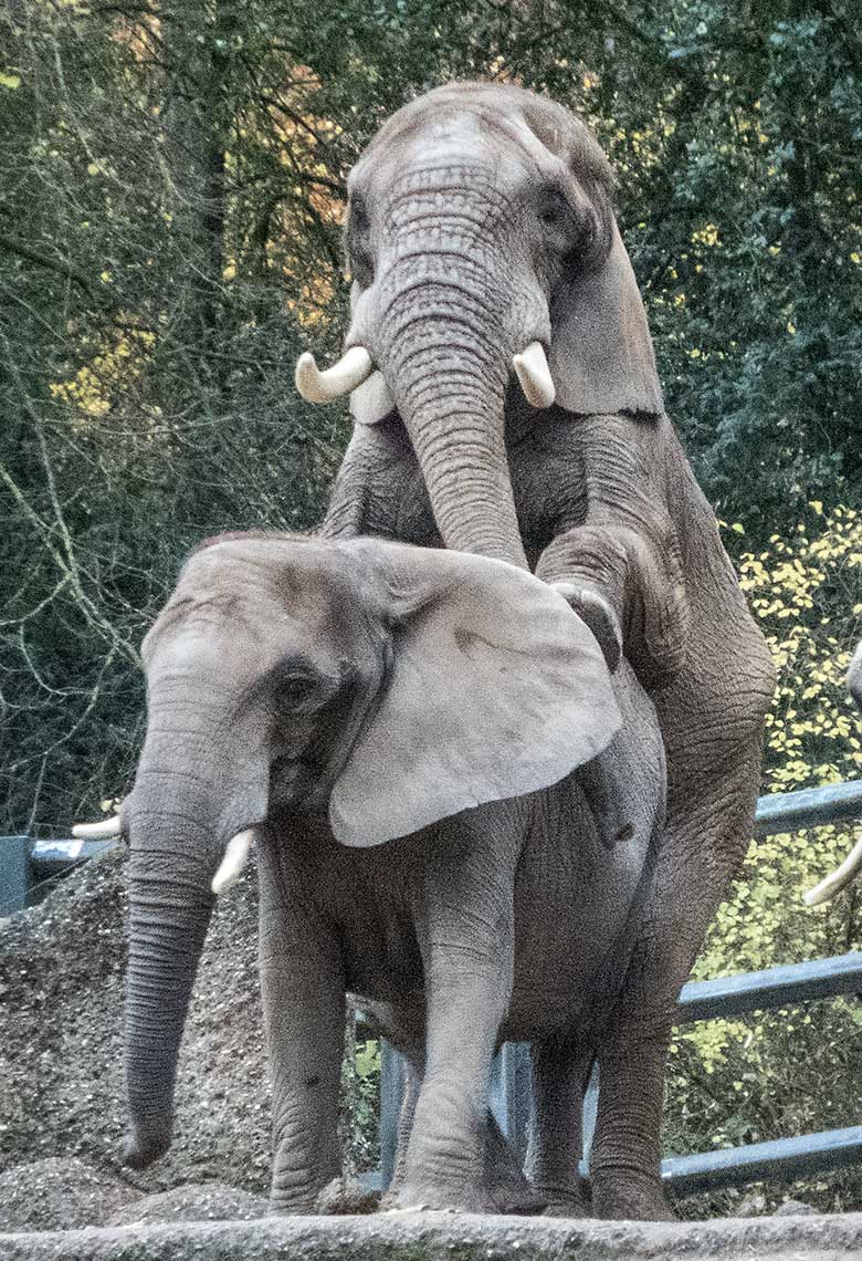 Paarungsversuch des Elefanten-Bullen TOOTH mit Elefanten-Kuh SABIE am 27. November 2019 auf der Außenanlage im Zoologischen Garten Wuppertal